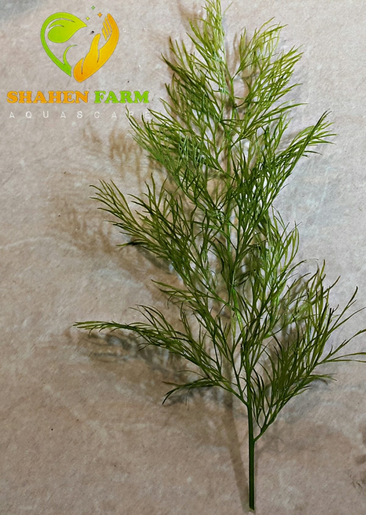 101938113_2919548171433975_7176144757000424381_n Ceratopteris thalictroides Indian fern انديان فيرن - الصورة 4