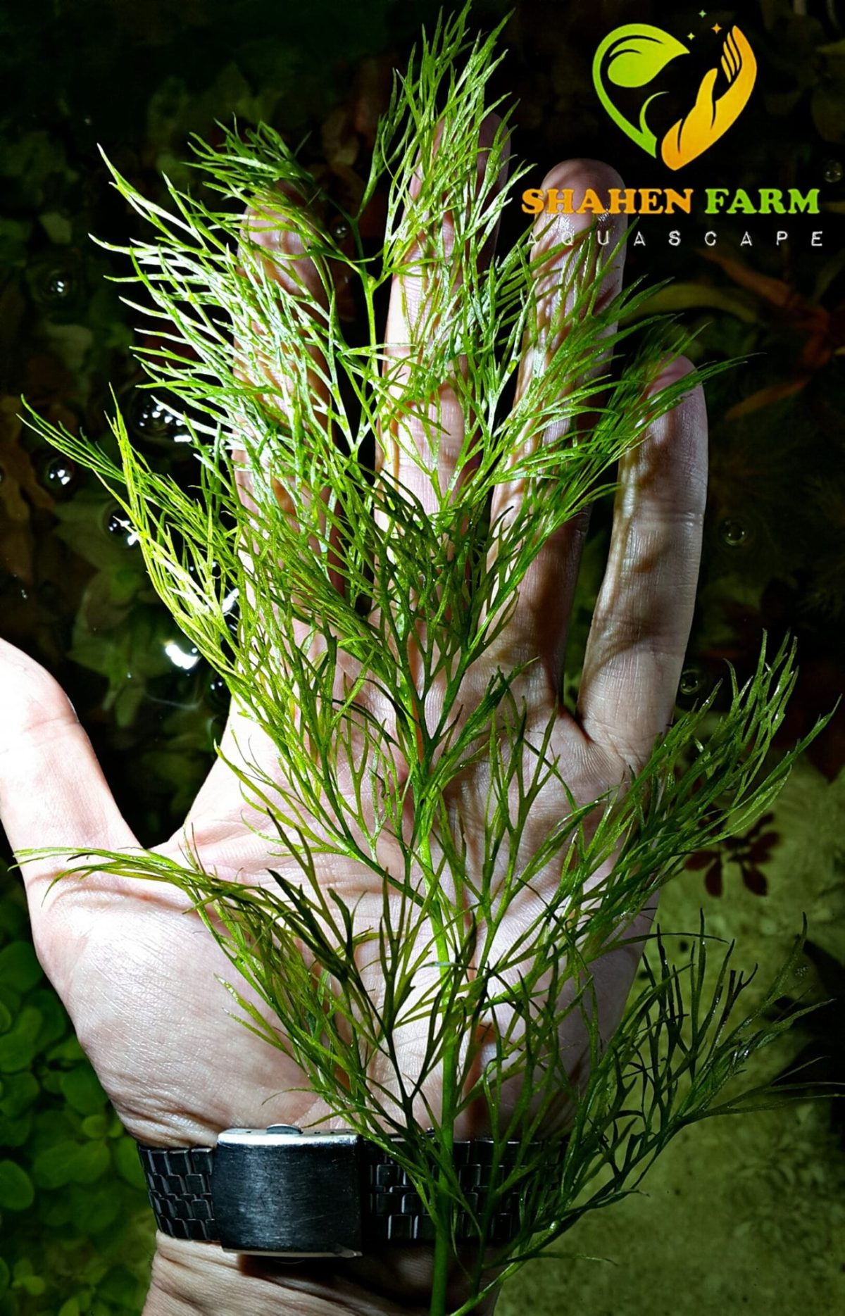 104212080_2919547974767328_6901653628782336171_n Ceratopteris thalictroides Indian fern انديان فيرن - الصورة 5