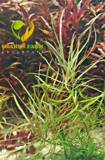 Pogostemon Quadrifolius بوجستيمون كوادريفليوس - الصورة 2