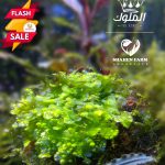 Monosolenium Tenerum .. Pellia Moss بيليا موس