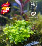 Monosolenium Tenerum .. Pellia Moss بيليا موس
