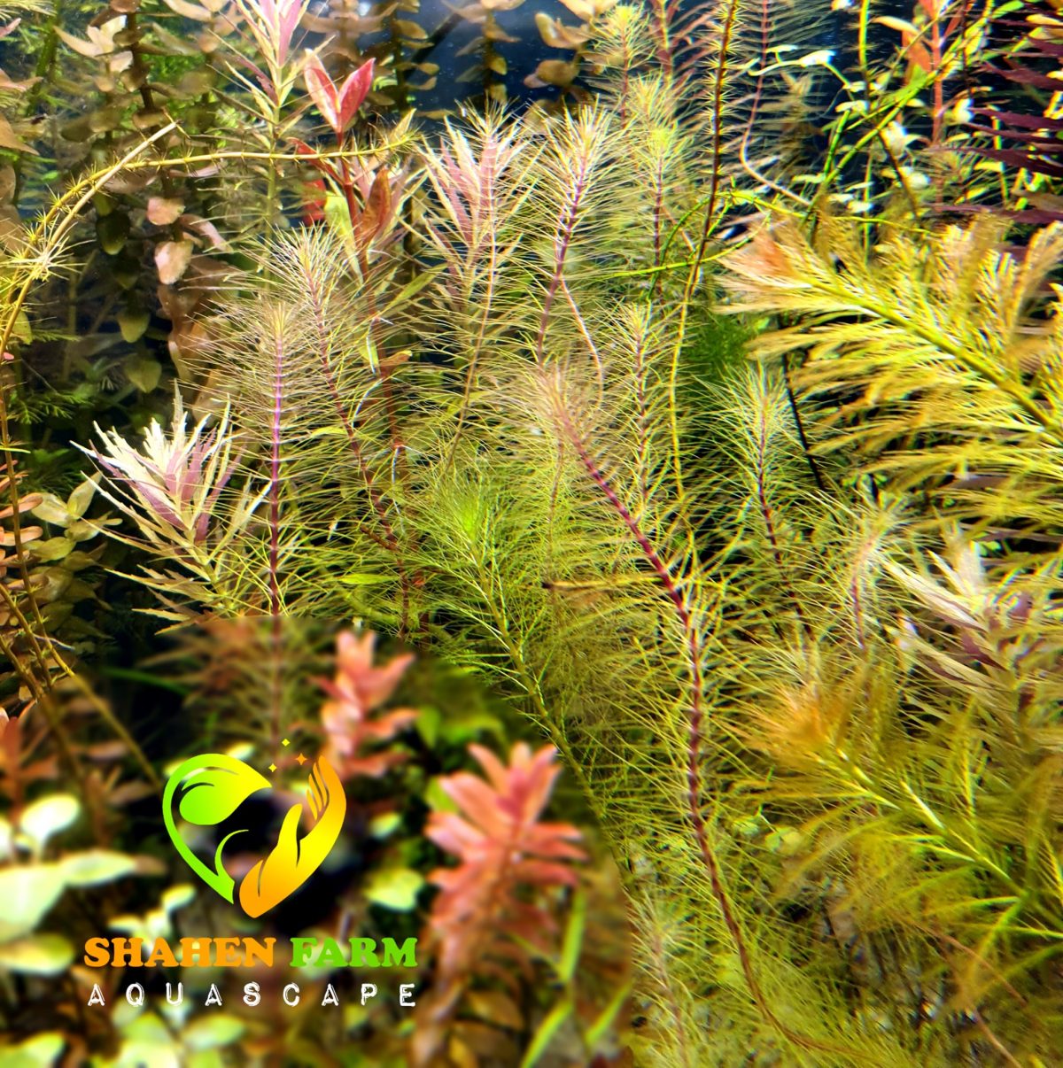 245422642_4298126736909438_1330540592322860115_n Rotala wallichii روتالا ولاتشى - الصورة 7