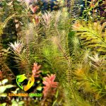 Rotala wallichii روتالا ولاتشى - الصورة 7