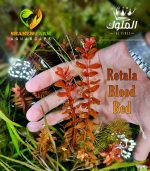 Rotala Blood Red روتالا بلد ريد