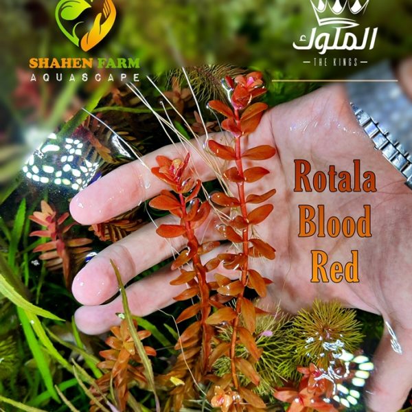 Rotala Blood Red روتالا بلد ريد