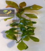 ⁦Ludwigia repens لودجيا ريبينس⁩ - الصورة ⁦4⁩