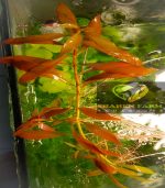 ⁦Ludwigia Red Leaf لودجيا نارو ليف⁩ - الصورة ⁦13⁩