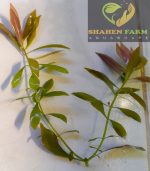 ⁦Ludwigia Red Leaf لودجيا نارو ليف⁩ - الصورة ⁦17⁩