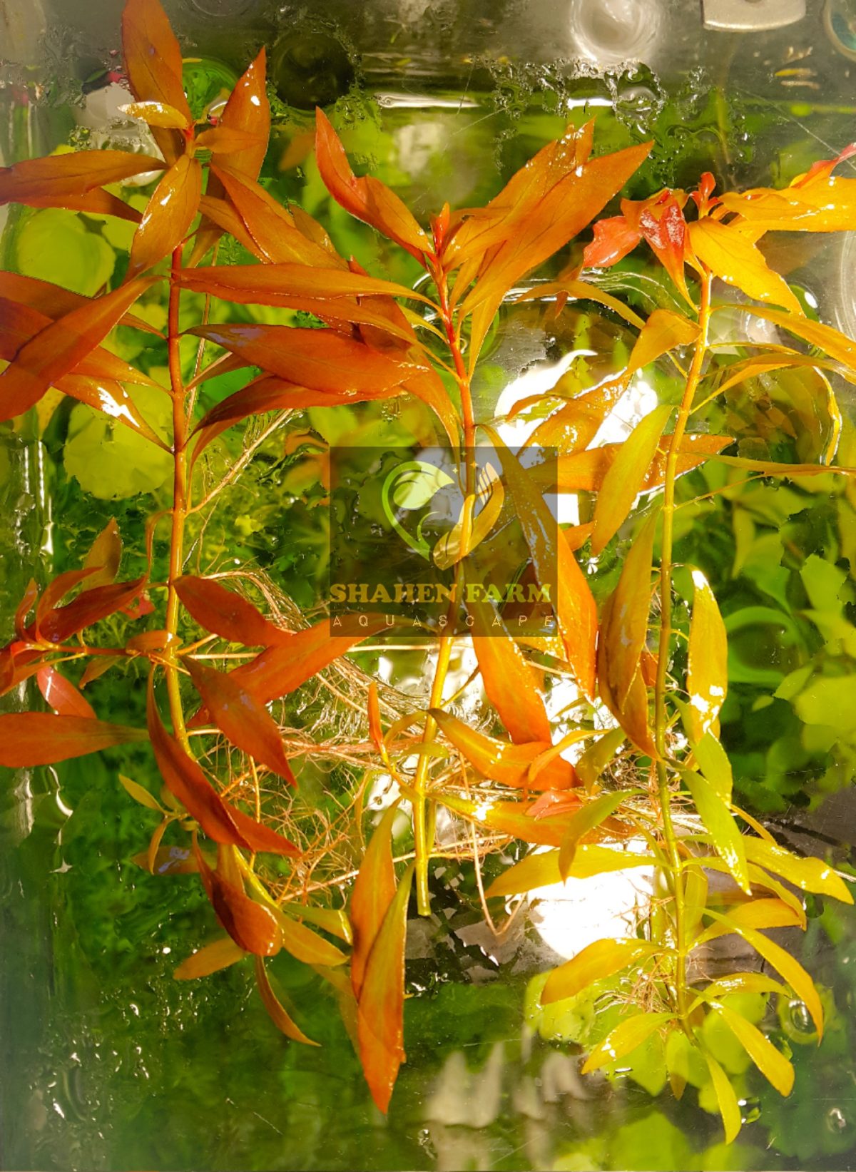 ⁦Ludwigia Red Leaf لودجيا نارو ليف⁩ - الصورة ⁦16⁩