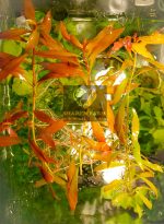 ⁦Ludwigia Red Leaf لودجيا نارو ليف⁩ - الصورة ⁦16⁩