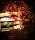 ⁦Ludwigia Red Leaf لودجيا نارو ليف⁩ - الصورة ⁦8⁩