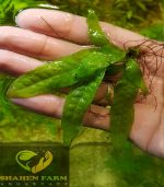 ⁦Microsorum pteropus جافا فيرن⁩ - الصورة ⁦6⁩