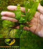 ⁦Microsorum pteropus جافا فيرن⁩ - الصورة ⁦4⁩