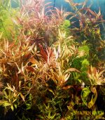 ⁦Ludwigia Red Leaf لودجيا نارو ليف⁩ - الصورة ⁦10⁩