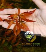⁦Ludwigia Red Leaf لودجيا نارو ليف⁩ - الصورة ⁦12⁩