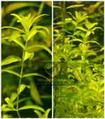 ⁦Hemianthus micranthemoides ( H M ) كاربت hm اتش ام⁩ - الصورة ⁦5⁩