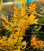 ⁦Rotala rotundifolia روتالا روتنديفوليا بينك⁩ - الصورة ⁦2⁩