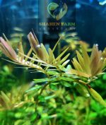 ⁦Rotala rotundifolia روتالا روتنديفوليا بينك⁩ - الصورة ⁦3⁩