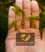 Aponogeton ulvaceus ابنجتون اولفاكوس - الصورة 3