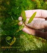 Aponogeton ulvaceus ابنجتون اولفاكوس - الصورة 4