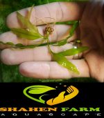 Aponogeton ulvaceus ابنجتون اولفاكوس - الصورة 5