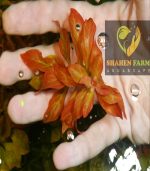 ⁦Ludwigia repens لودجيا ريبينس⁩ - الصورة ⁦12⁩