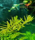 ⁦Rotala rotundifolia روتالا روتنديفوليا بينك⁩ - الصورة ⁦4⁩