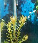 ⁦Rotala rotundifolia روتالا روتنديفوليا بينك⁩ - الصورة ⁦5⁩