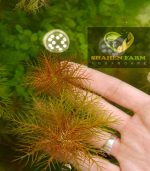 Marsh mermaidweed مرميد ويد - الصورة 3