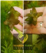 ⁦Bacopa caroliniana باكوبا كارولينا⁩ - الصورة ⁦8⁩