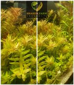 ⁦Rotala rotundifolia روتالا روتنديفوليا بينك⁩ - الصورة ⁦6⁩