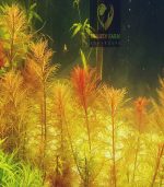 Marsh mermaidweed مرميد ويد - الصورة 4