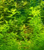 ⁦Hemianthus micranthemoides ( H M ) كاربت hm اتش ام⁩ - الصورة ⁦8⁩