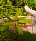 ⁦Hygrophila polysperma هيجروفليا بوليسبيرما⁩ - الصورة ⁦5⁩