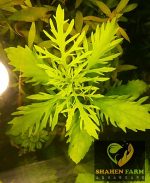 ⁦Hygrophila difformis هيجروفيليا ديفورمس⁩ - الصورة ⁦2⁩