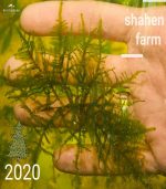 ⁦Vesicularia montagnei 'Christmas' Moss كريسمس موس⁩ - الصورة ⁦10⁩