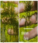 ⁦Vesicularia montagnei 'Christmas' Moss كريسمس موس⁩ - الصورة ⁦11⁩