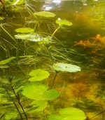 ⁦Hydrocotyle leucocephala هيدروكتيل ليكوفالا⁩ - الصورة ⁦10⁩