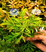 Hygrophila difformis هيجروفيليا ديفورمس