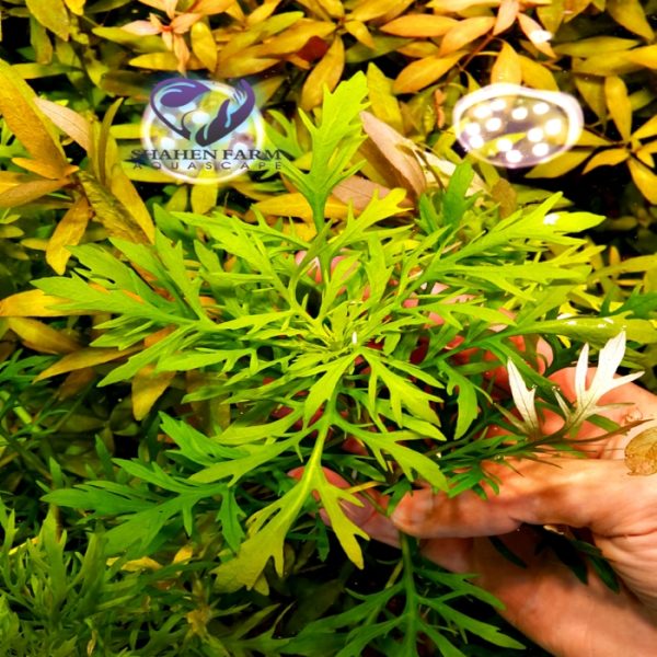 Hygrophila difformis هيجروفيليا ديفورمس