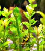 Rotala indica Bonsai روتالا بونساى - الصورة 7