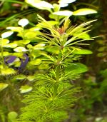 ⁦Limnophila sessiliflora سيسفلورا⁩ - الصورة ⁦10⁩