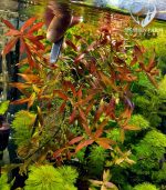 ⁦Ludwigia Red Leaf لودجيا نارو ليف⁩ - الصورة ⁦15⁩