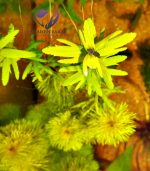 ⁦Limnophila sessiliflora سيسفلورا⁩ - الصورة ⁦11⁩