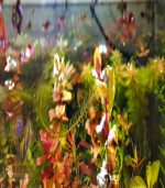 ⁦Rotala Macrandra روتالا ماكندرا بترفلاى⁩ - الصورة ⁦13⁩
