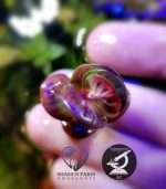 ⁦Rotala Macrandra روتالا ماكندرا بترفلاى⁩ - الصورة ⁦2⁩