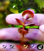 ⁦Rotala Macrandra روتالا ماكندرا بترفلاى⁩ - الصورة ⁦3⁩