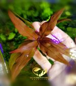 Alternanthera reineckii "Rosaefolia" النتيرا روزفوليا - الصورة 10