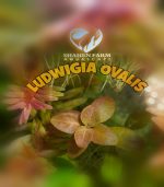⁦Ludwigia ovalis لودجيا اوفاليس اورانج⁩ - الصورة ⁦3⁩