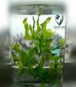 ⁦Monosolenium Tenerum .. Pellia Moss بيليا موس⁩ - الصورة ⁦4⁩